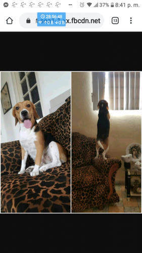Compro o adopto perro o perrita raza Beagle  - Imagen 1