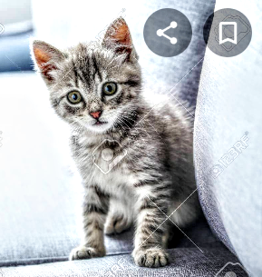 Adopto gato de color gris solo Camagüey escr - Imagen 1