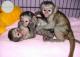 Monos-con-pedigri-completo-como-capuchinos-macacos-y